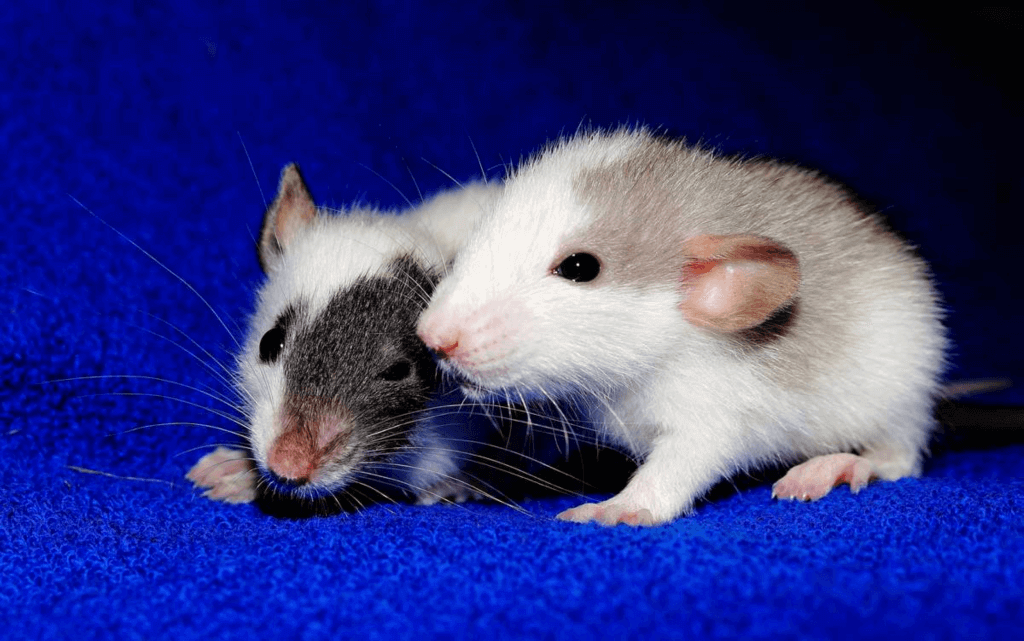 World Rat Day (Thursday, April 4th, 2024)