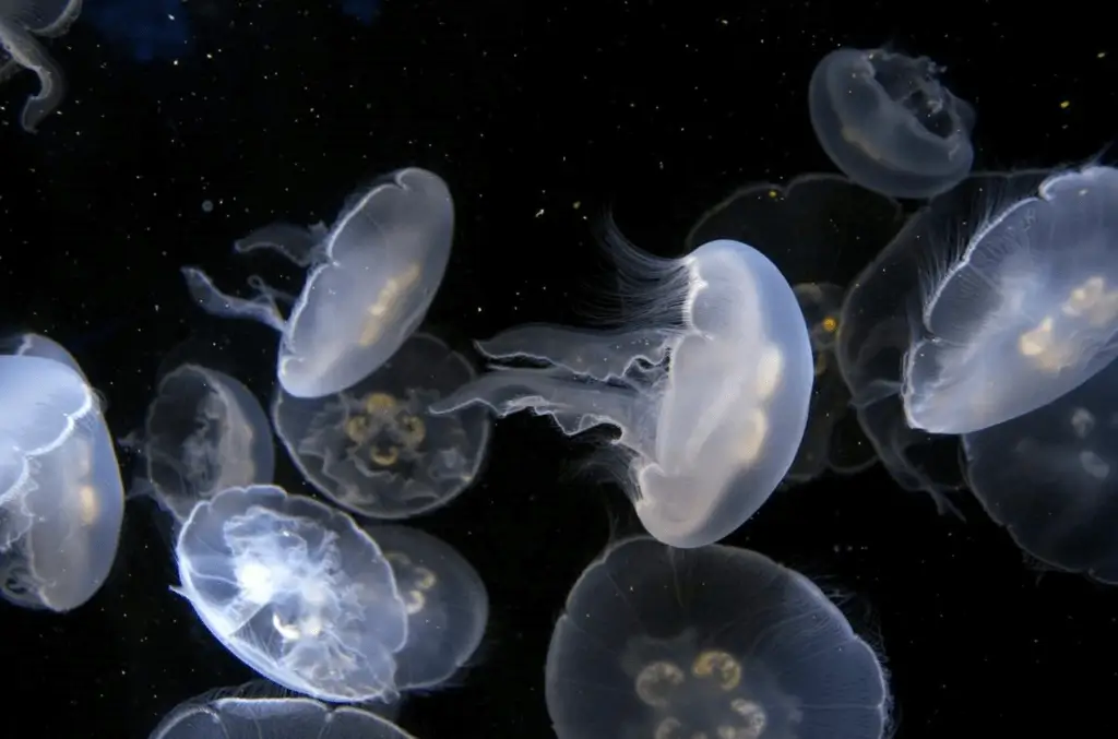 World Jellyfish Day