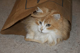 Brown Bag It Thursday