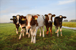 Cow Milked While Flying in an Airplane Day