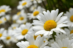 Daisy Day