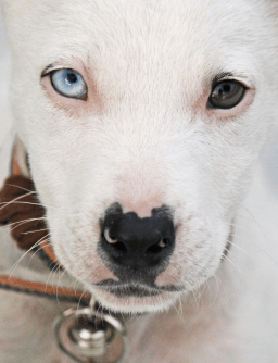 Different Colored Eyes Day