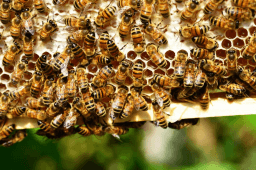Don't Step on a Bee Day