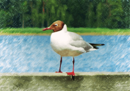 Draw a Picture of a Bird Day