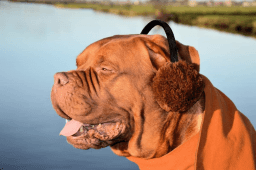 Earmuff Day