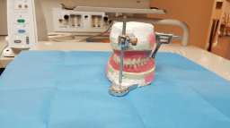 False Teeth Day