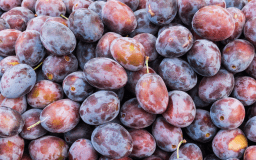 Four Prunes Day
