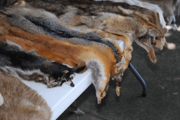 Fur Free Friday