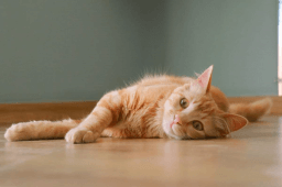 Ginger Cat Appreciation Day