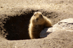 Groundhog Day