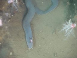 Hagfish Day