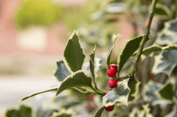 Holly Day