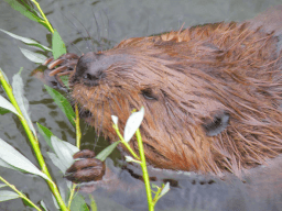International Beaver Day