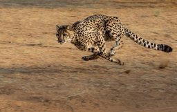 International Cheetah Day