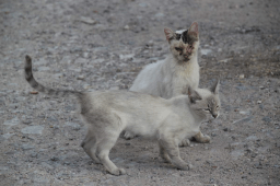 International Homeless Animals' Day
