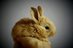 International Rabbit Day