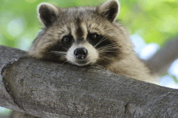 International Raccoon Appreciation Day