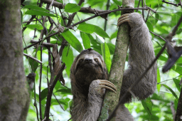 International Sloth Day