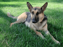 K-9 Veterans Day