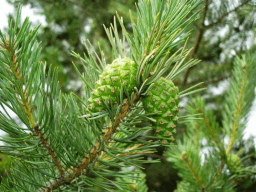 Look for an Evergreen Day