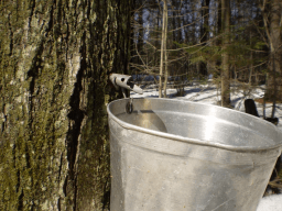 Maple Syrup Saturday
