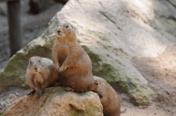 Marmot Day