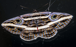 Moth-er Day