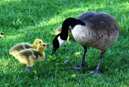Mother Goose Parade Day