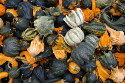 National Acorn Squash Day