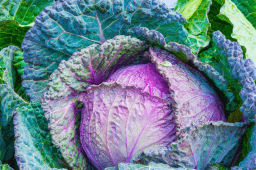 National Cabbage Day