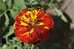 National Carnation Day