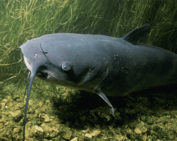 National Catfish Day