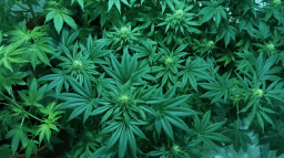 National CBD Day