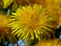 National Dandelion day
