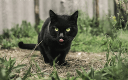 National Defy Superstition Day
