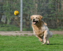 National Fetch Day