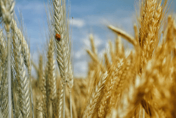 National Grain-Free Day