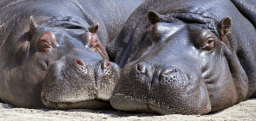 National Hippo Day