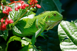 National Iguana Awareness Day