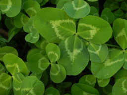 National Leprechaun Day