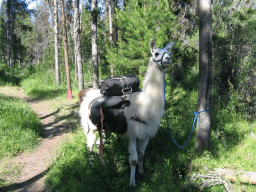 National Llama Day