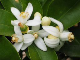 National Orange Blossom Day