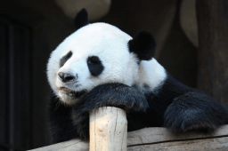 National Panda Day