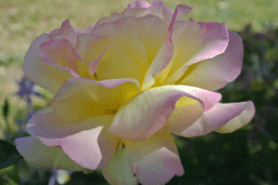 National Peace Rose Day