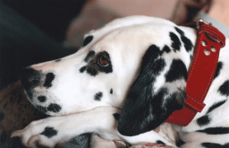 National Pet Fire Safety Day