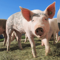 National Pig Day