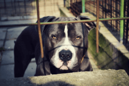National Pit Bull Awareness Day