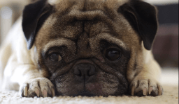 National Pug Day