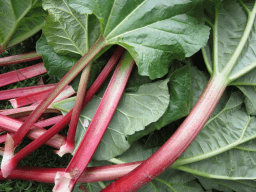 National Rhubarb Vodka Day