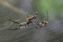 National Save a Spider Day